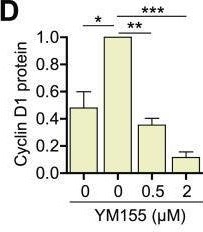 Fig.6.D from the publication: Survivin regulates intracellular stiffness and extracellular matrix production in vascular smooth muscle cells.