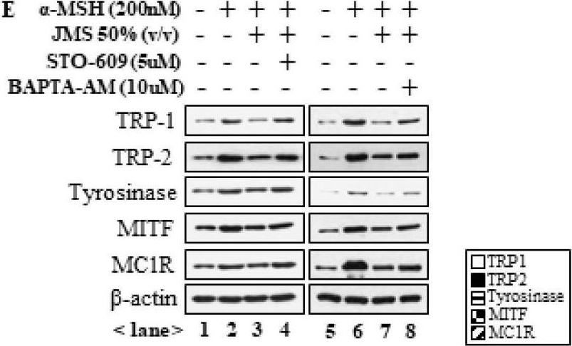 Fig.4.E showing Western Blotting in a Mus musculus (House mouse) sample from the publication: Jeju Magma-Seawater Inhibits α-MSH-Induced Melanogenesis via CaMKKβ-AMPK Signaling Pathways in B16F10 Melanoma Cells.