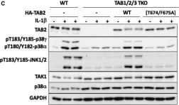 MAB② ＳＳサイズ BCL2 antibody (60178-1-Ig) | Proteintech