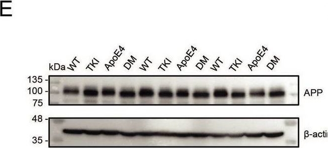 Fig.1.E showing Western Blotting in a Mus musculus (House mouse) sample from the publication: APOE4-APP interactions exert early influences on cerebrovascular structure and function: implications for Alzheimer's disease.