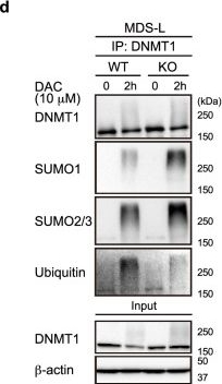 Fig.6.D showing Western Blotting in a Mus musculus (House mouse) sample from the publication: Inhibition of TOPORS ubiquitin ligase augments the efficacy of DNA hypomethylating agents through DNMT1 stabilization.