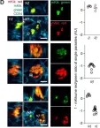 Fig.1.D showing Immunocytochemistry-immunofluorescence from the publication: CD11c-expressing Ly6C+CCR2+ monocytes constitute a reservoir for efficient Leishmania proliferation and cell-to-cell transmission.