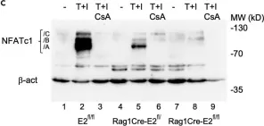 Fig.5.C showing Western Blotting in a Mus musculus (House mouse) sample from the publication: NFATc1 induction by an intronic enhancer restricts NKT γδ cell formation.