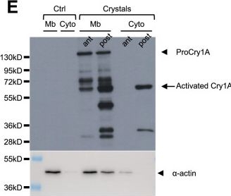 Fig.6.E showing Western Blotting from the publication: Bacillus thuringiensis toxins divert progenitor cells toward enteroendocrine fate by decreasing cell adhesion with intestinal stem cells in Drosophila.