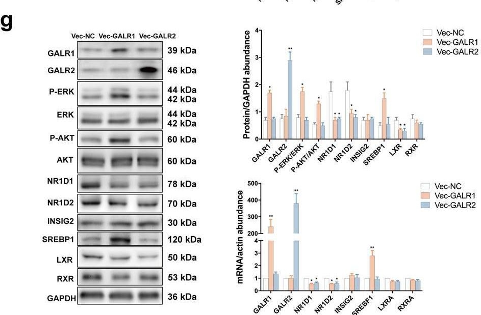 Fig.3.G showing Western Blotting in a Homo sapiens (Human) sample from the publication: Alleviation of Limosilactobacillus reuteri in polycystic ovary syndrome protects against circadian dysrhythmia-induced dyslipidemia via capric acid and GALR1 signaling.
