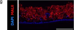 Fig.1.G showing Immunohistochemistry-immunofluorescence from the publication: Defining enteric bacterial pathogenesis using organoids: Citrobacter rodentium uses EspC, an atypical mucinolytic protease, to penetrate mouse colonic mucus.