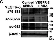 Fig.2.C showing Western Blotting from the publication: MAZ51 Blocks the Tumor Growth of Prostate Cancer by Inhibiting Vascular Endothelial Growth Factor Receptor 3.