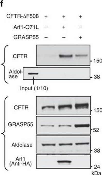 Fig.1.F showing Western Blotting in a Homo sapiens (Human) sample from the publication: The HSP70 co-chaperone DNAJC14 targets misfolded pendrin for unconventional protein secretion.