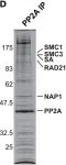 Fig.4.D showing Western Blotting from the publication: Histone chaperone NAP1 mediates sister chromatid resolution by counteracting protein phosphatase 2A.
