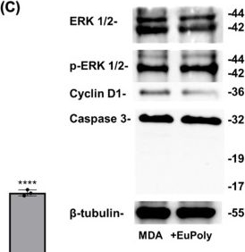 Fig.3.C showing Western Blotting in a Homo sapiens (Human) sample from the publication: A New Algal Friendly Extract from Euglena cantabrica with Potential Applications in Biomedical Field.