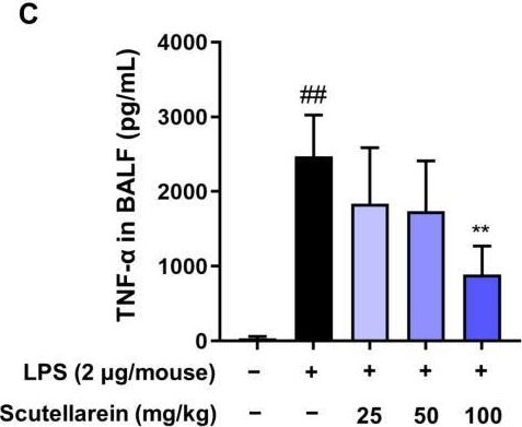 Fig.7.C showing Enzyme-linked immunosorbent assay from the publication: Scutellarein Suppresses the Production of ROS and Inflammatory Mediators of LPS-Activated Bronchial Epithelial Cells and Attenuates Acute Lung Injury in Mice.