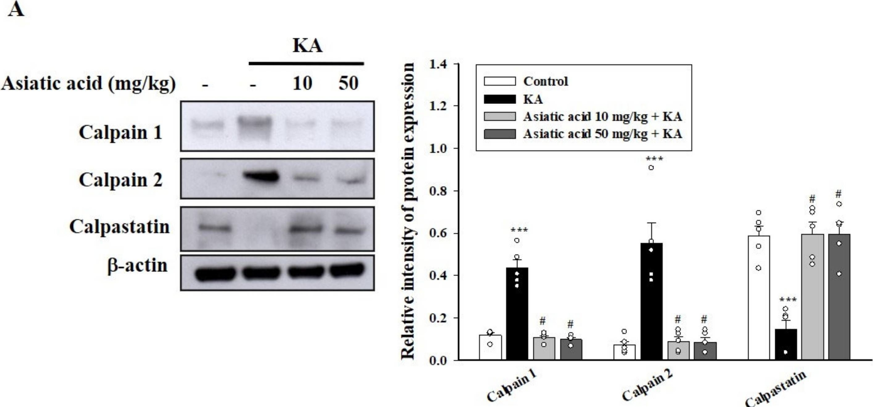 Fig.4.A showing Western Blotting from the publication: Asiatic Acid Prevents Cognitive Deficits by Inhibiting Calpain Activation and Preserving Synaptic and Mitochondrial Function in Rats with Kainic Acid-Induced Seizure.