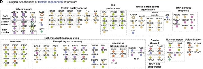 Fig.1.D from the publication: DAXX adds a de novo H3.3K9me3 deposition pathway to the histone chaperone network.