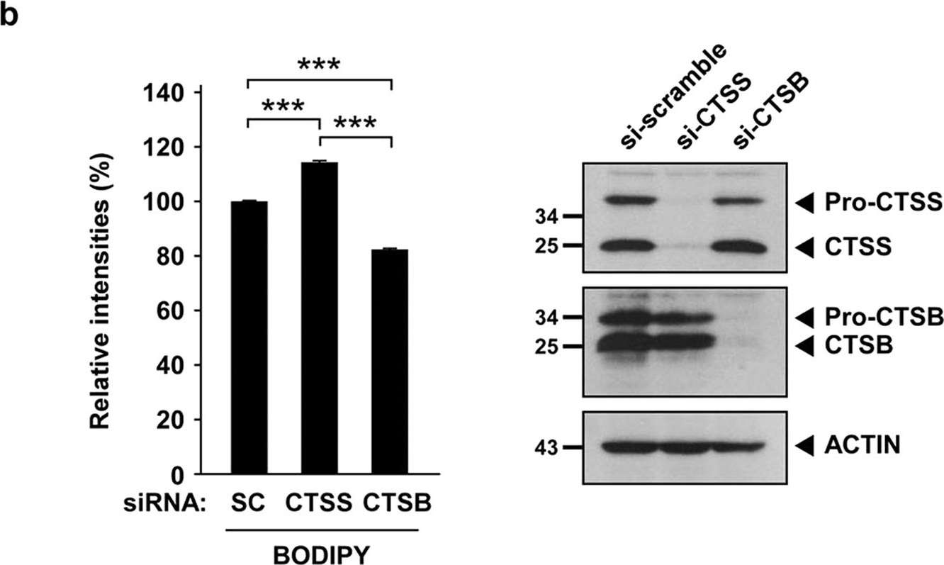 Fig.4.B showing Western Blotting in a Homo sapiens (Human) sample from the publication: Cathepsin S attenuates endosomal EGFR signalling: A mechanical rationale for the combination of cathepsin S and EGFR tyrosine kinase inhibitors.