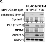 Fig.3.C showing Western Blotting from the publication: A novel dual HDAC and HSP90 inhibitor, MPT0G449, downregulates oncogenic pathways in human acute leukemia in vitro and in vivo.