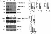 Phospho-p44/42 MAPK (Erk1/2) (Thr202/Tyr204) Antibody | Cell