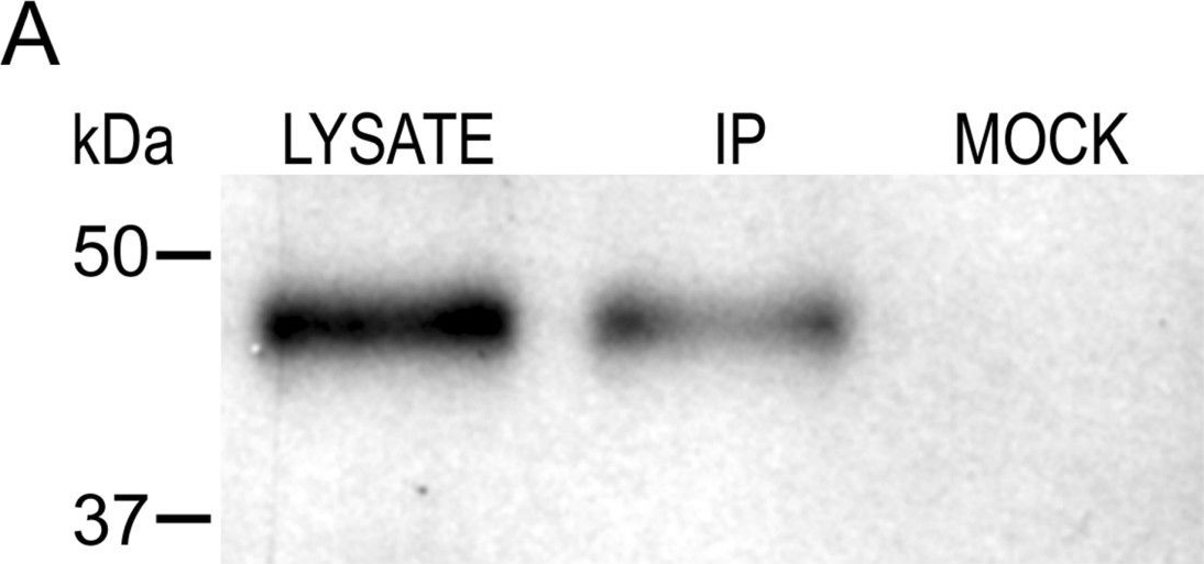 Fig.3.A showing Immunoprecipitation in a Rattus norvegicus (Rat) sample from the publication: Interaction of the mu-opioid receptor with GPR177 (Wntless) inhibits Wnt secretion: potential implications for opioid dependence.