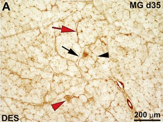 The evolution of vimentin and desmin in Pectoralis major muscles of broiler chickens supports their essential role in muscle regeneration.