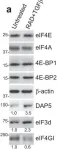 Fig.7.A showing Western Blotting from the publication: A DAP5/eIF3d alternate mRNA translation mechanism promotes differentiation and immune suppression by human regulatory T cells.