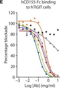 Fig.2.E from the publication: Nonfucosylation of an anti-TIGIT antibody enhances FcγR engagement, driving innate immune activation and antitumor activity.