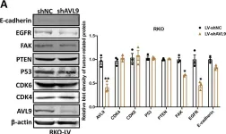 Fig.4.A showing Western Blotting from the publication: AVL9 promotes colorectal carcinoma cell migration via regulating EGFR expression.