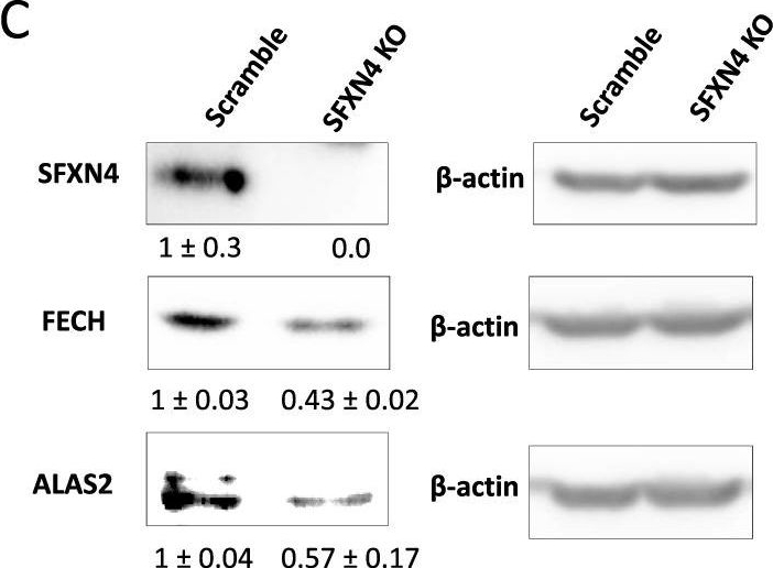 Fig.6.C showing Western Blotting in a Homo sapiens (Human) sample from the publication: Sideroflexin 4 affects Fe-S cluster biogenesis, iron metabolism, mitochondrial respiration and heme biosynthetic enzymes.