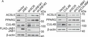 Fig.7.A showing Western Blotting from the publication: JAB1/CRL4B complex represses PPARG/ACSL5 expression to promote breast tumorigenesis.