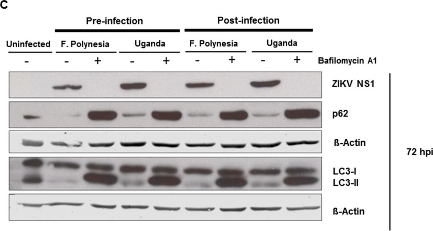 Bafilomycin A1 and U18666A Efficiently Impair ZIKV Infection.