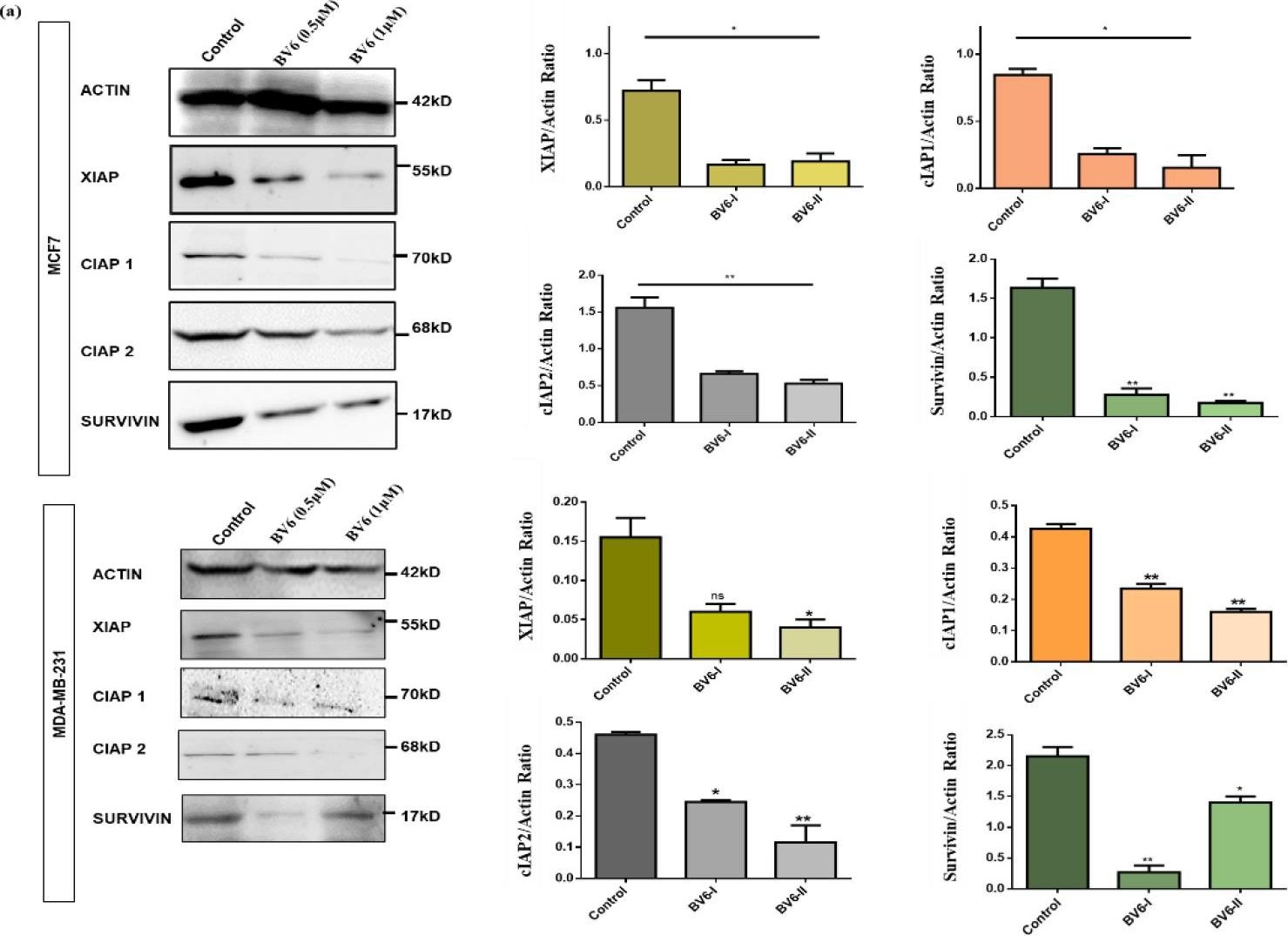 Fig.3.A showing Western Blotting from the publication: SMAC Mimetic BV6 Co-Treatment Downregulates the Factors Involved in Resistance and Relapse of Cancer: IAPs and Autophagy.