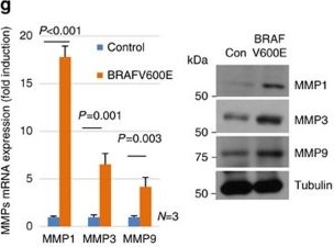 Fig.3.G showing Western Blotting in a Mus musculus (House mouse) sample from the publication: Senescent tumor cells lead the collective invasion in thyroid cancer.
