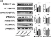 best time for glutathione ab59546) Anti-Glutathione Peroxidase 1 antibody - Abcam