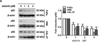 Fig.2.A showing Western Blotting from the publication: Afatinib induces pro-survival autophagy and increases sensitivity to apoptosis in stem-like HNSCC cells.