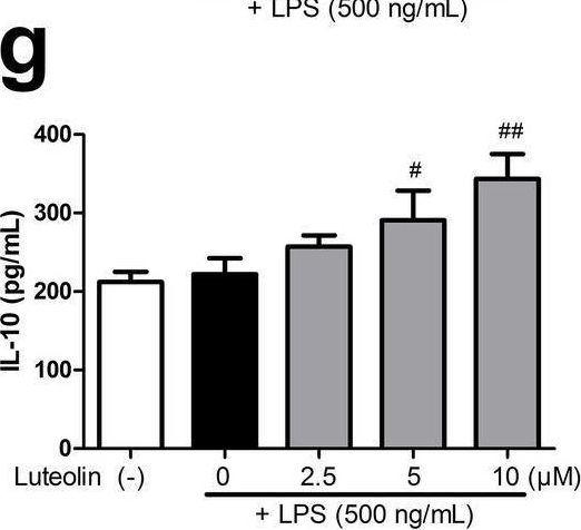 Fig.7.G showing Enzyme-linked immunosorbent assay from the publication: Exploring the mechanism of luteolin by regulating microglia polarization based on network pharmacology and in vitro experiments.