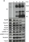 Fig.1.A showing Western Blotting from the publication: Rhinovirus 3C protease facilitates specific nucleoporin cleavage and mislocalisation of nuclear proteins in infected host cells.
