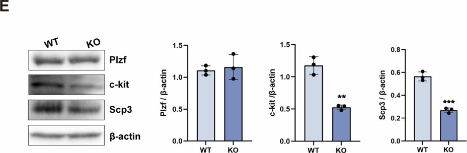 Fig.3.E showing Western Blotting from the publication: The RNF8/OPTN/KDM6A axis controls macrophage polarization to maintain testicular microenvironment homeostasis.