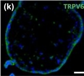 Fig.4.K showing Immunohistochemistry-immunofluorescence from the publication: Multi-scale Modelling of Shear Stress on the Syncytiotrophoblast: Could Maternal Blood Flow Impact Placental Function Across Gestation?