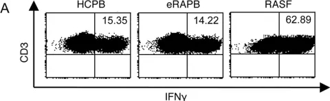 Fig.2.A showing Flow cytometry/Cell sorting from the publication: Frequency of Th17 CD4+ T cells in early rheumatoid arthritis: a marker of anti-CCP seropositivity.