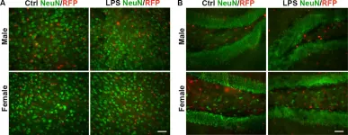 266 004) NeuN - Synaptic Systems - CiteAb