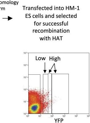 Fig.1.B showing Flow cytometry/Cell sorting in a Homo sapiens (Human) sample from the publication: Chromatin priming elements direct tissue-specific gene activity before hematopoietic specification.