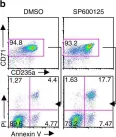 Fig.3.B showing Flow cytometry/Cell sorting in a Mus musculus (House mouse) sample from the publication: P38α/JNK signaling restrains erythropoiesis by suppressing Ezh2-mediated epigenetic silencing of Bim.