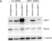 Fig.4.C showing Western Blotting in a Homo sapiens (Human) sample from the publication: GBF1 and Arf1 interact with Miro and regulate mitochondrial positioning within cells.