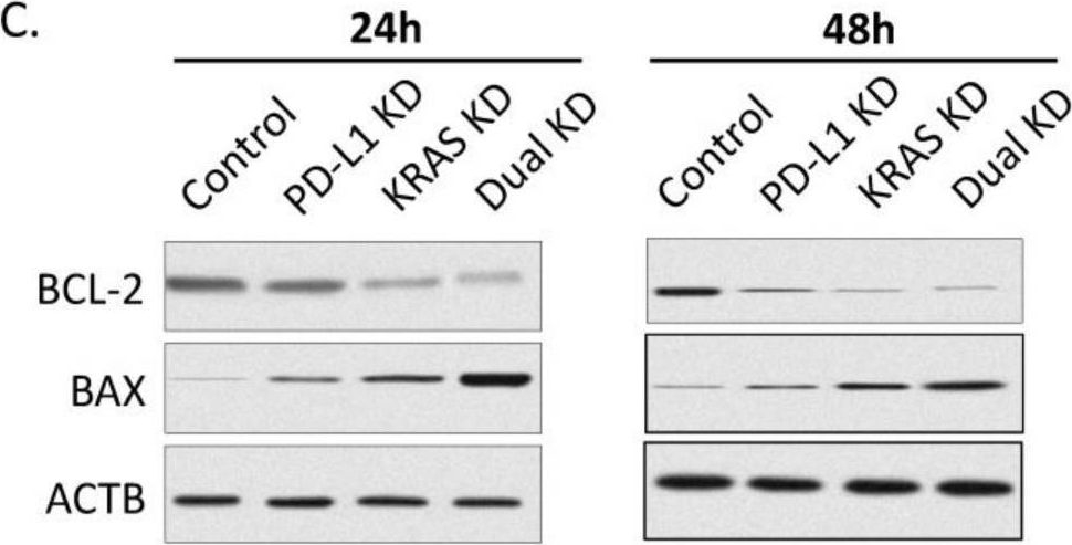 Fig.3.C showing Western Blotting from the publication: CRISPR/Cas-Mediated Knockdown of PD-L1 and KRAS in Lung Cancer Cells.