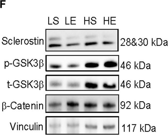 Fig.2.F showing Western Blotting from the publication: Characterization of sclerostin's response within white adipose tissue to an obesogenic diet at rest and in response to acute exercise in male mice.