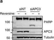 Fig.5.A showing Western Blotting from the publication: Defective sister chromatid cohesion is synthetically lethal with impaired APC/C function.