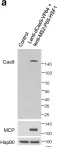 Fig.7.A showing Western Blotting from the publication: Long noncoding RNA Malat1 protects against osteoporosis and bone metastasis.