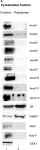 Fig.1.A showing Western Blotting from the publication: RNA-binding is an ancient trait of the Annexin family.