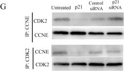 p21 Waf1/Cip1 (12D1) Rabbit Monoclonal Antibody | Cell Signaling