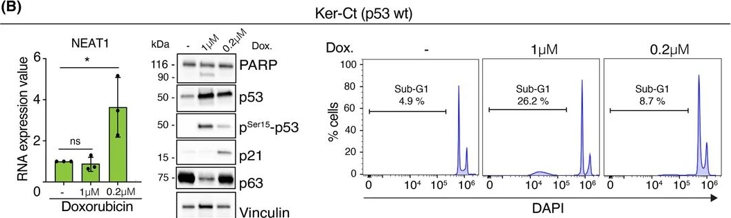 Fig.1.B showing Flow cytometry/Cell sorting from the publication: Regulation of the lncRNA NEAT1 by p53-ΔNp63 crosstalk modulates the DNA damage response and therapeutic efficacy in HNSCC.