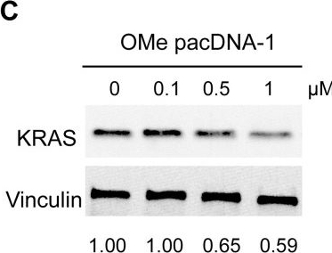 Fig.6.C showing Western Blotting in a Homo sapiens (Human) sample from the publication: A mechanistic study on the cellular uptake, intracellular trafficking, and antisense gene regulation of bottlebrush polymer-conjugated oligonucleotides.