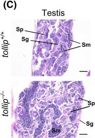 Fig.2.C showing Immunohistochemistry from the publication: Tollip-deficient zebrafish display no abnormalities in development, organ morphology or gene expression in response to lipopolysaccharide.